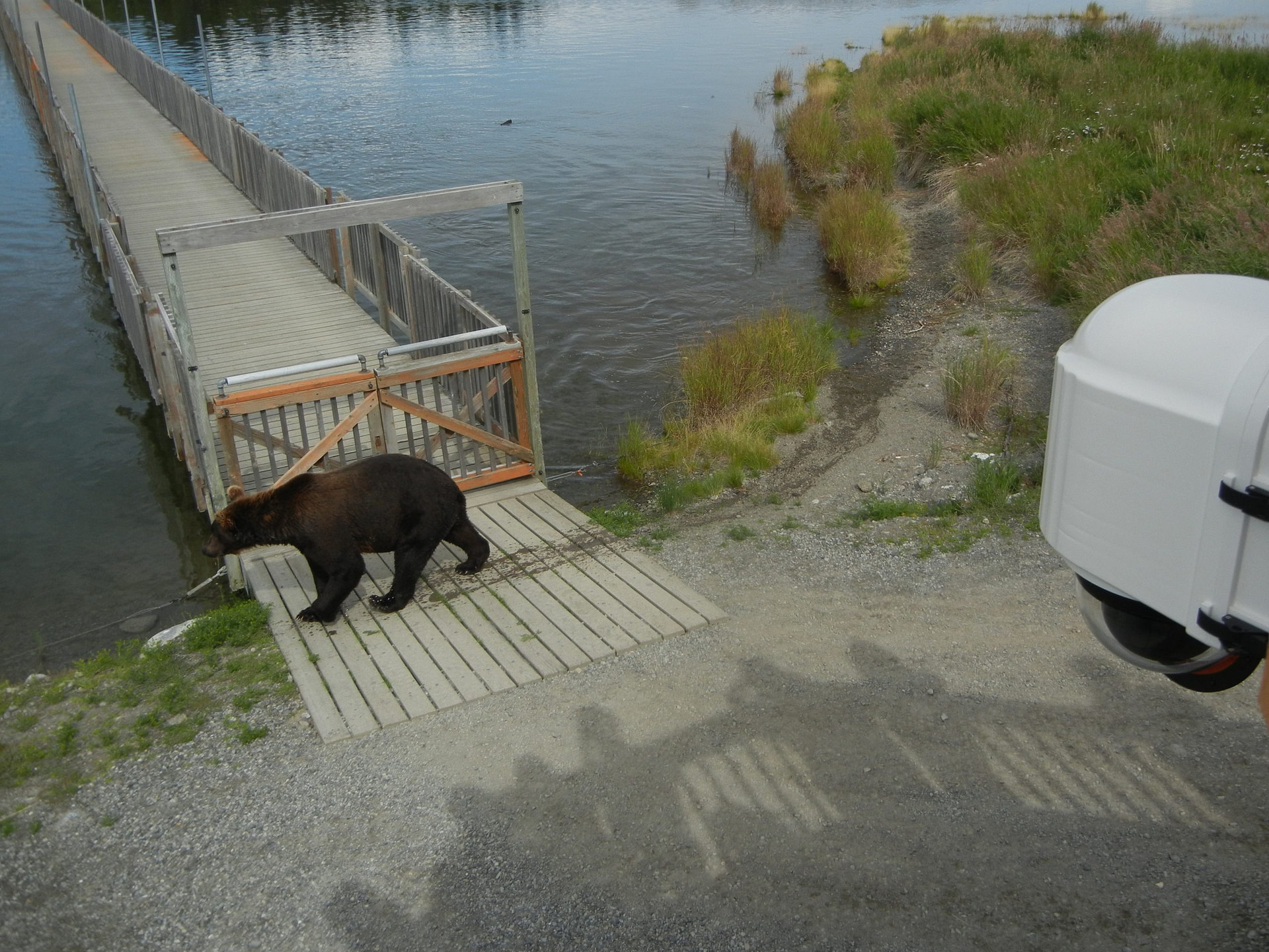 XRain Self Wiping Camera Enclosure System Installed On The Lower River Platform at Brooks Camp In Katmai National Park Alaska Overlooking a Brown Bear 